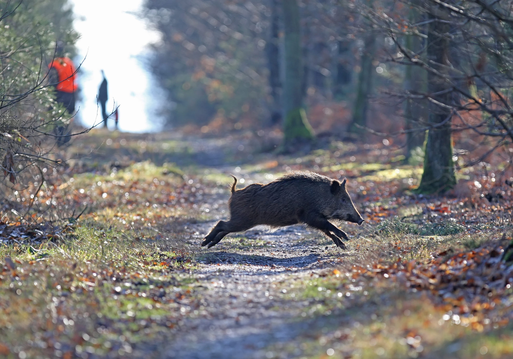 Le sanglier - Notre Nature